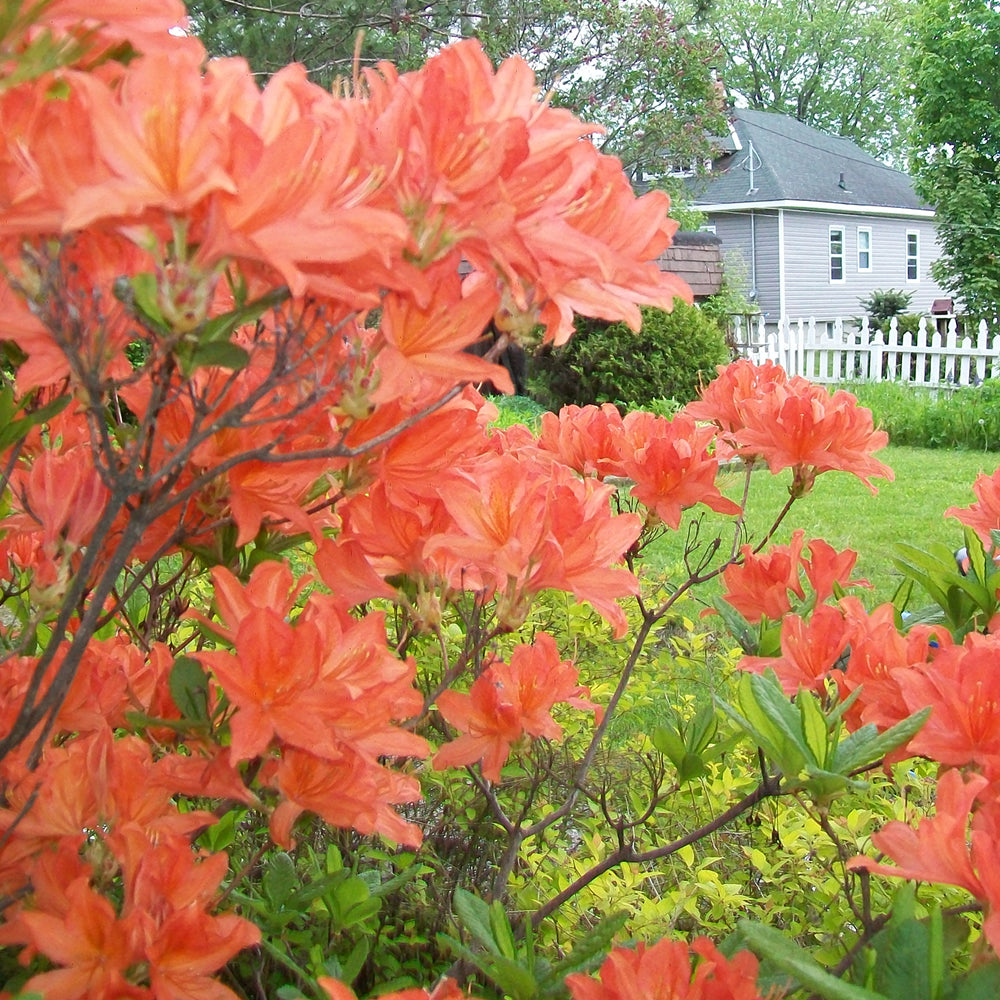 Azalea Orange (9cm)