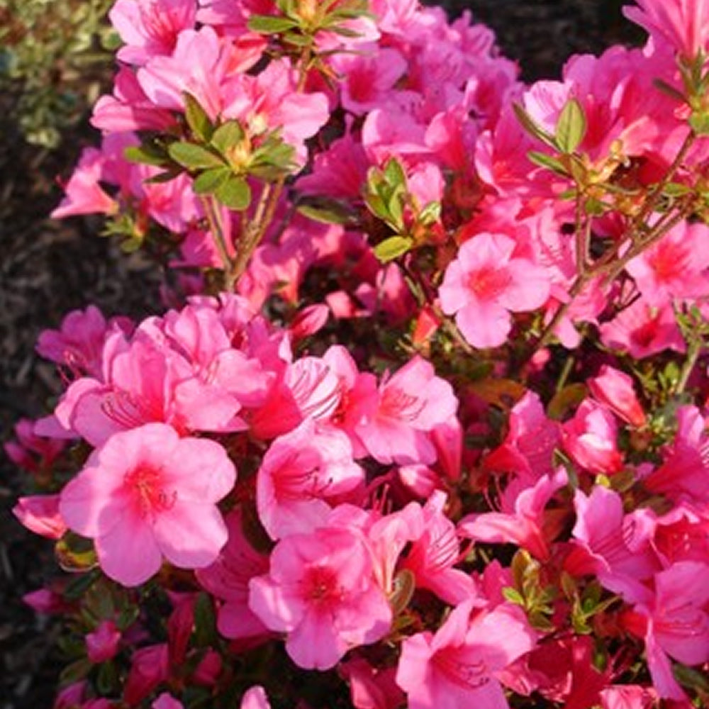 Azalea Pink (9cm)