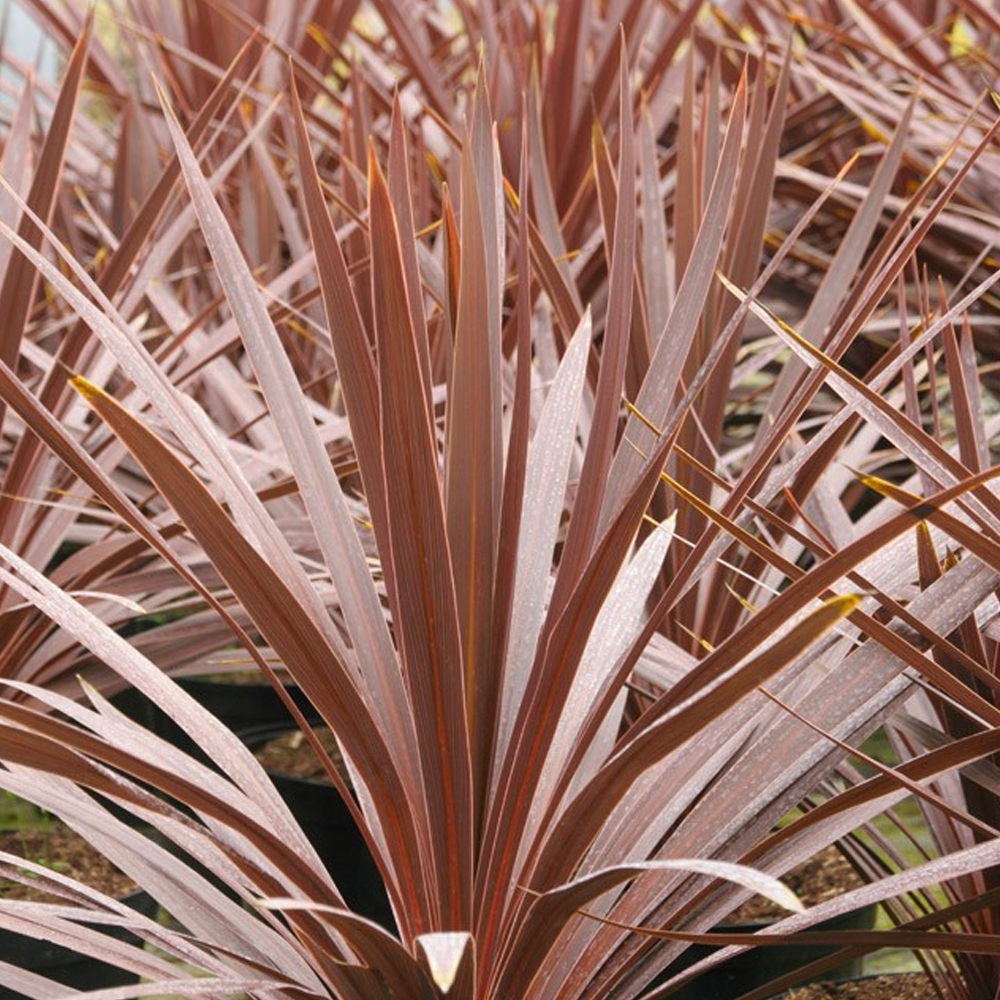 Cordyline Torbay Red (9cm)