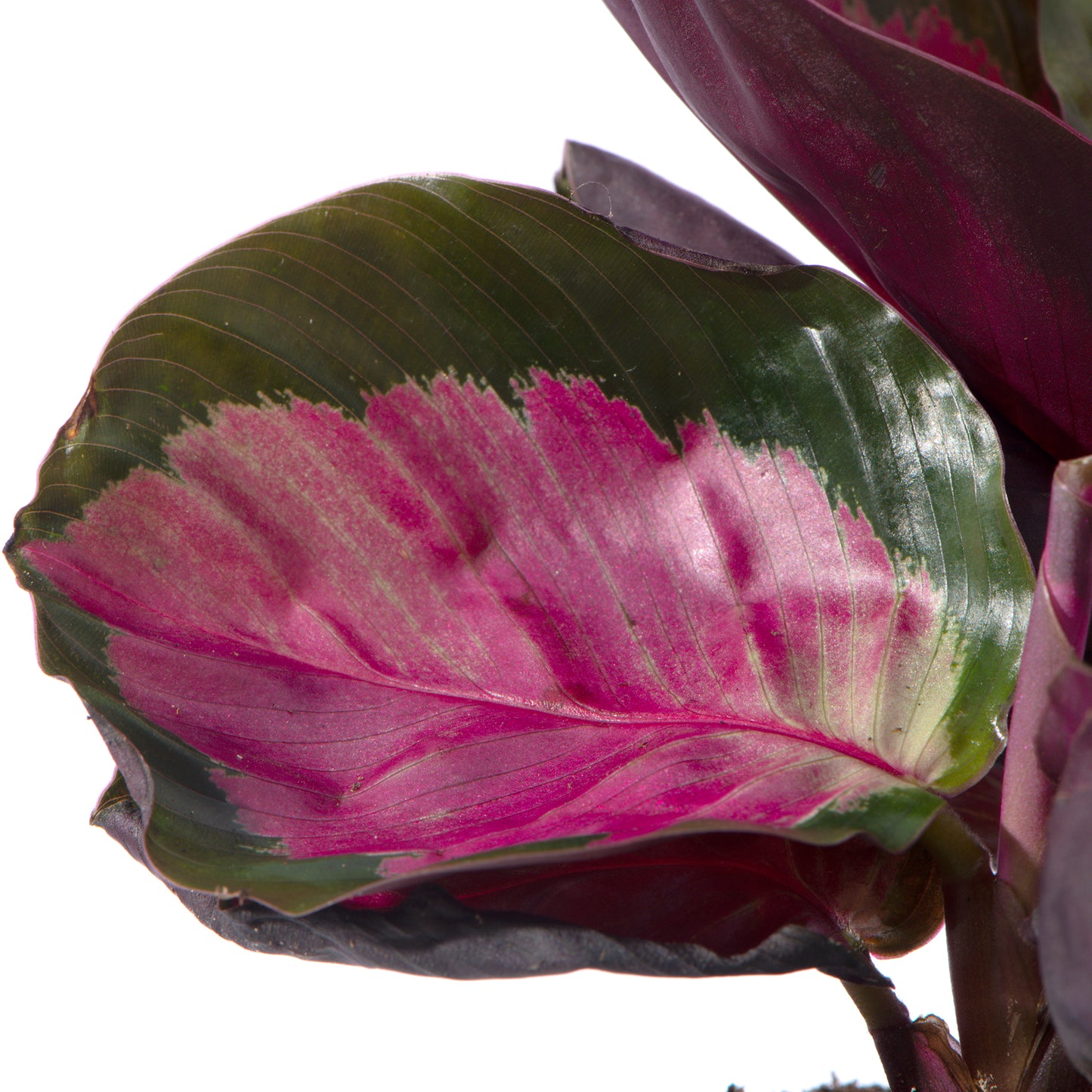 Baby Plants - Calathea Purple Roseopicta Rosy