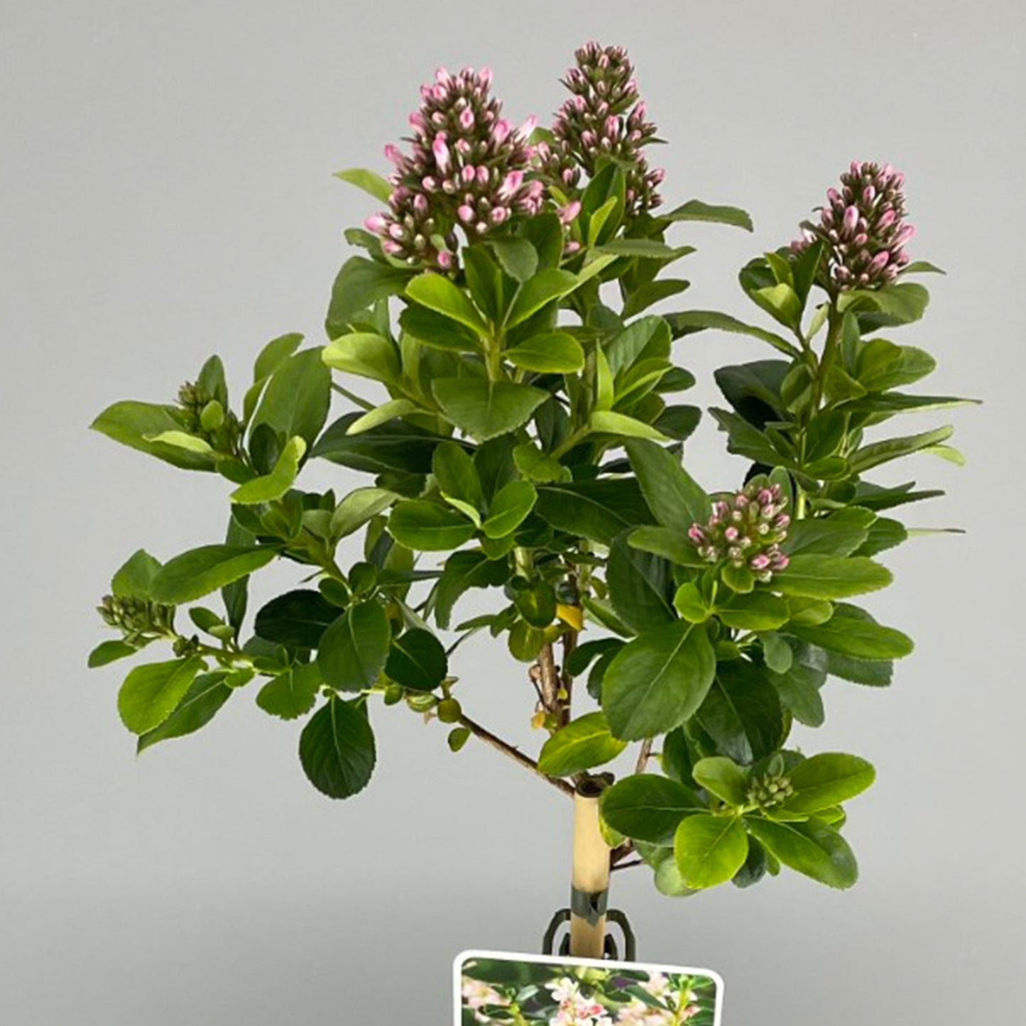 Escallonia Pink Elle Patio Tree