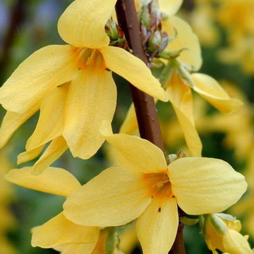 Forsythia Lynwood (9cm)