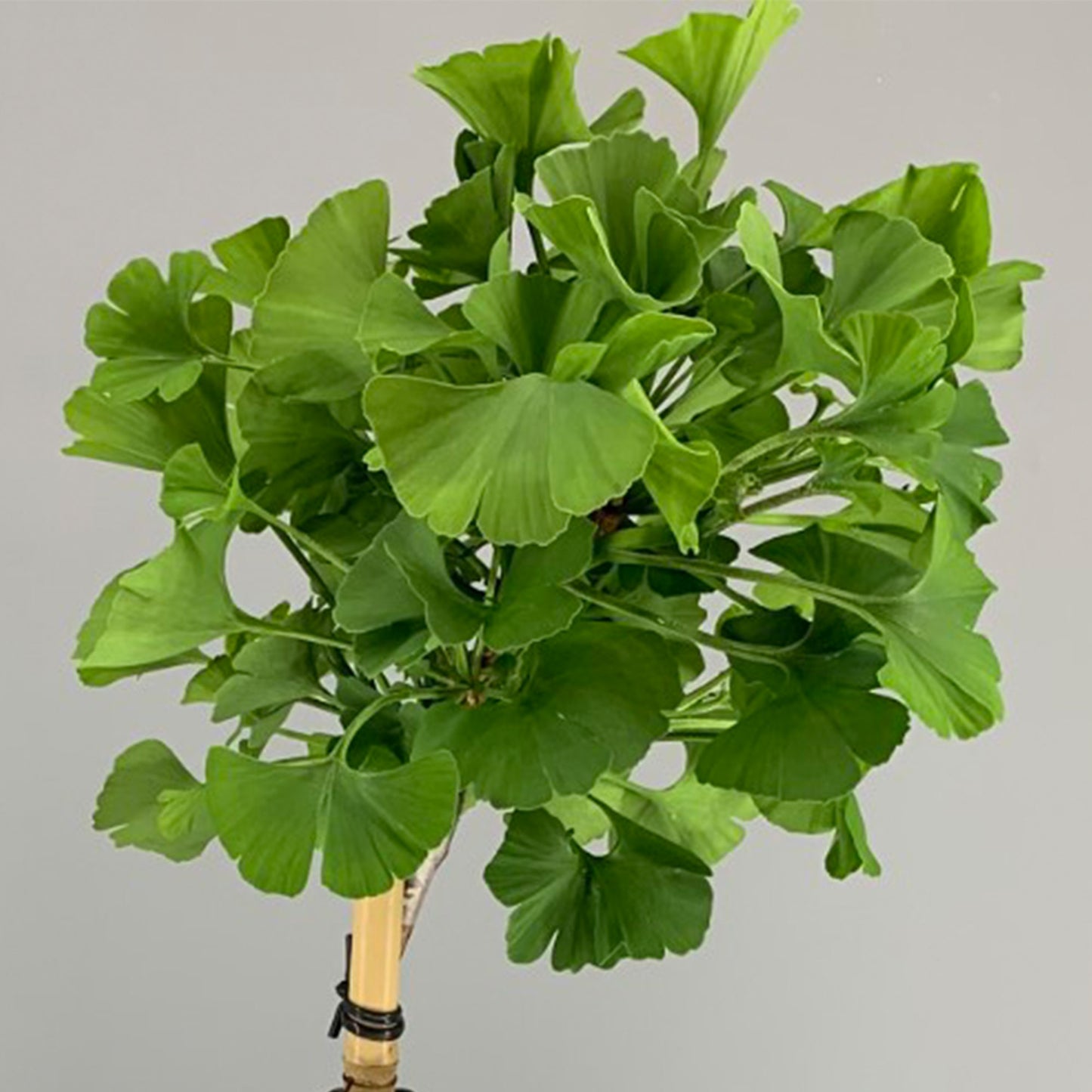 Ginkgo Mariken Patio Tree