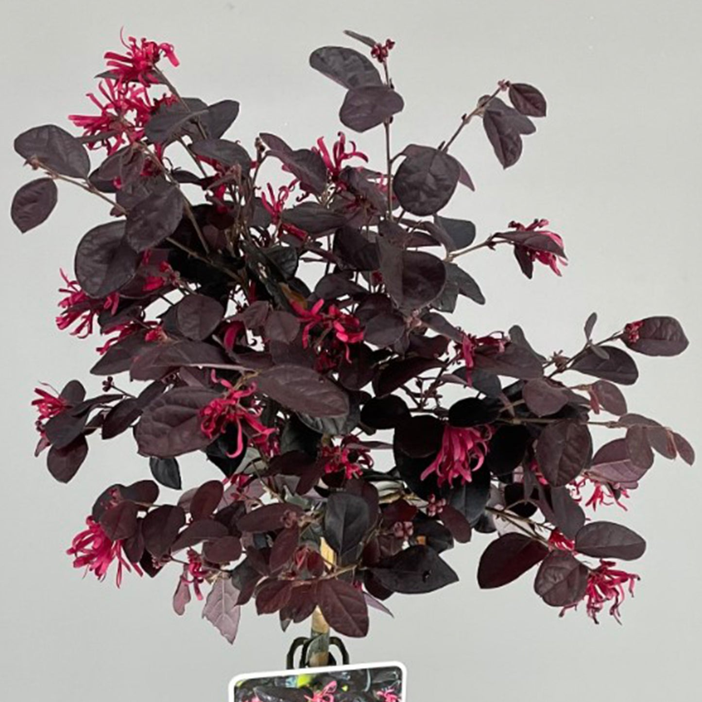 Loropetalum Black Pearl Patio Tree