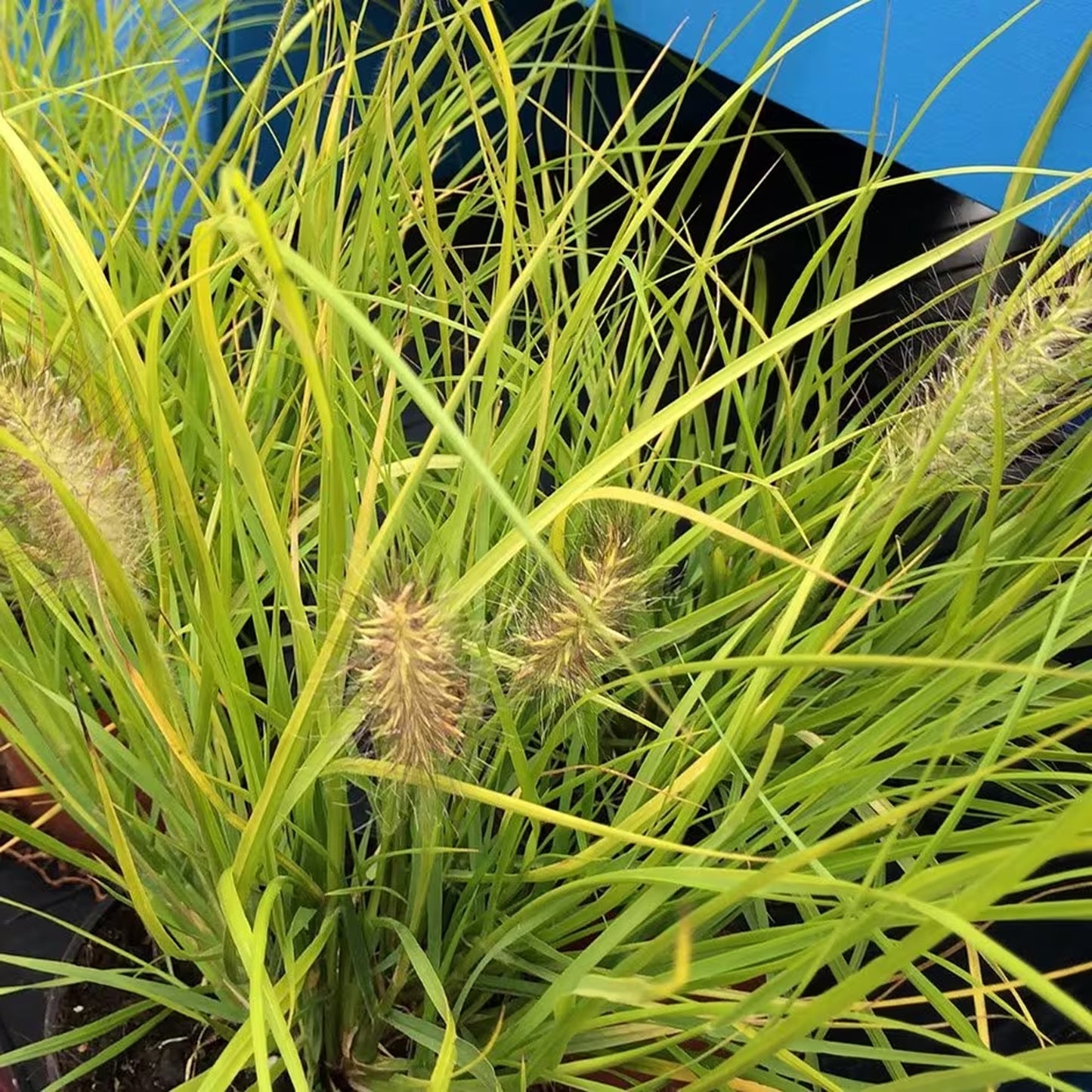 Pennisetum Hameln