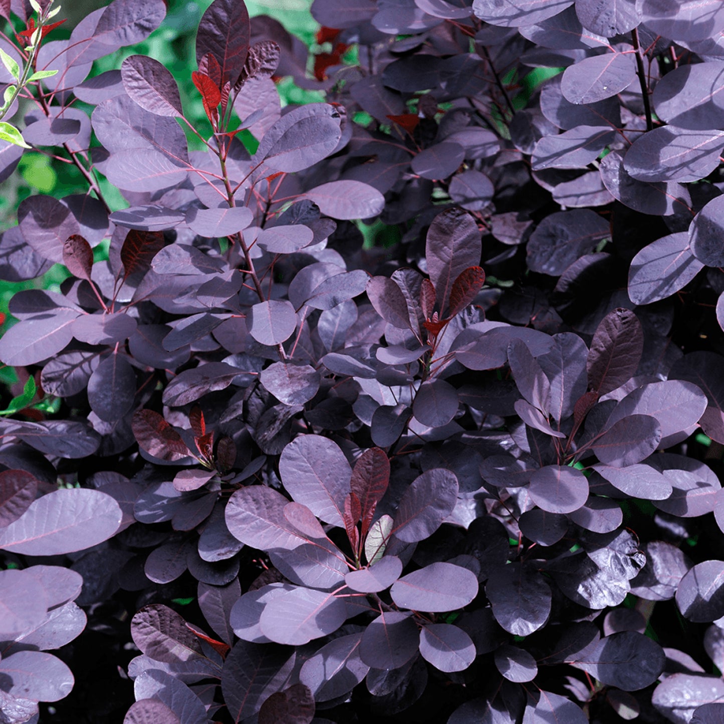 Cotinus Royal Purple Patio Tree