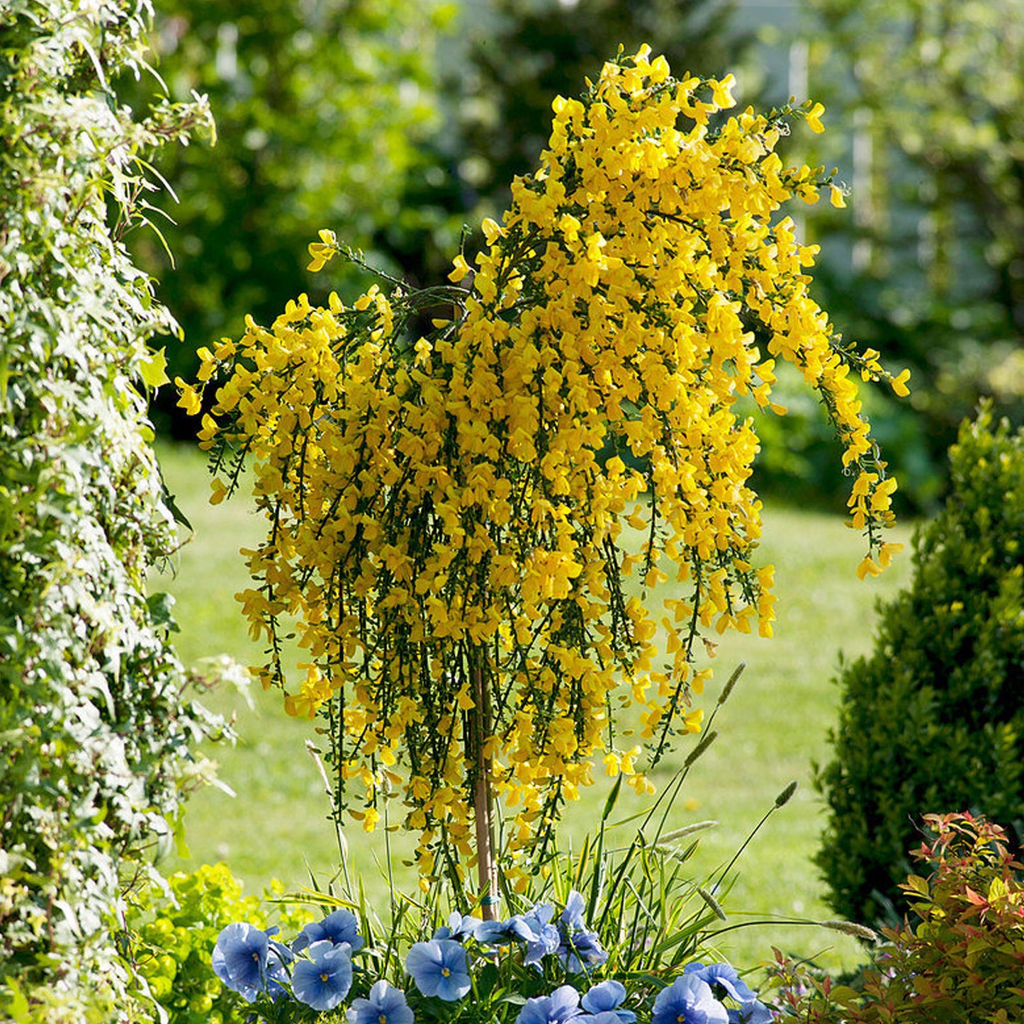 Cytisus Golden Tears Patio Tree