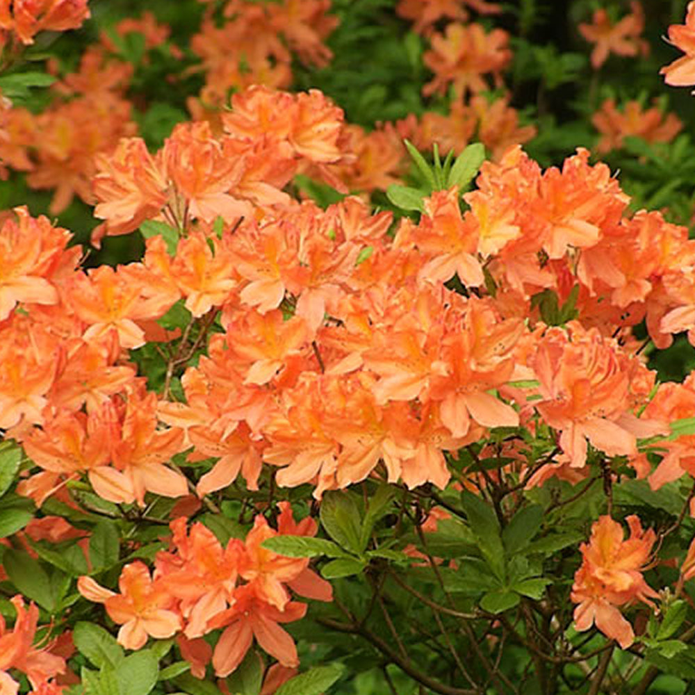 Azalea Orange (2L)