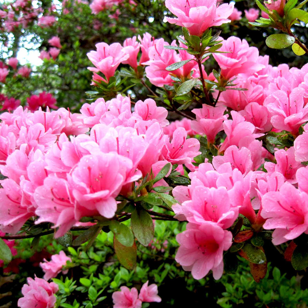 Azalea Pink (9cm)