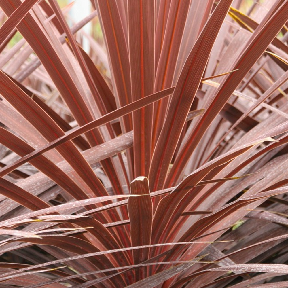 Cordyline Torbay Red (9cm)