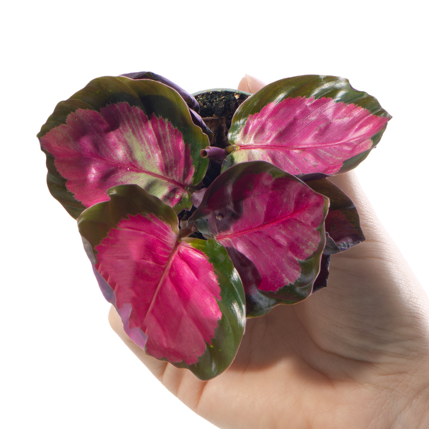 Baby Plants - Calathea Purple Roseopicta Rosy