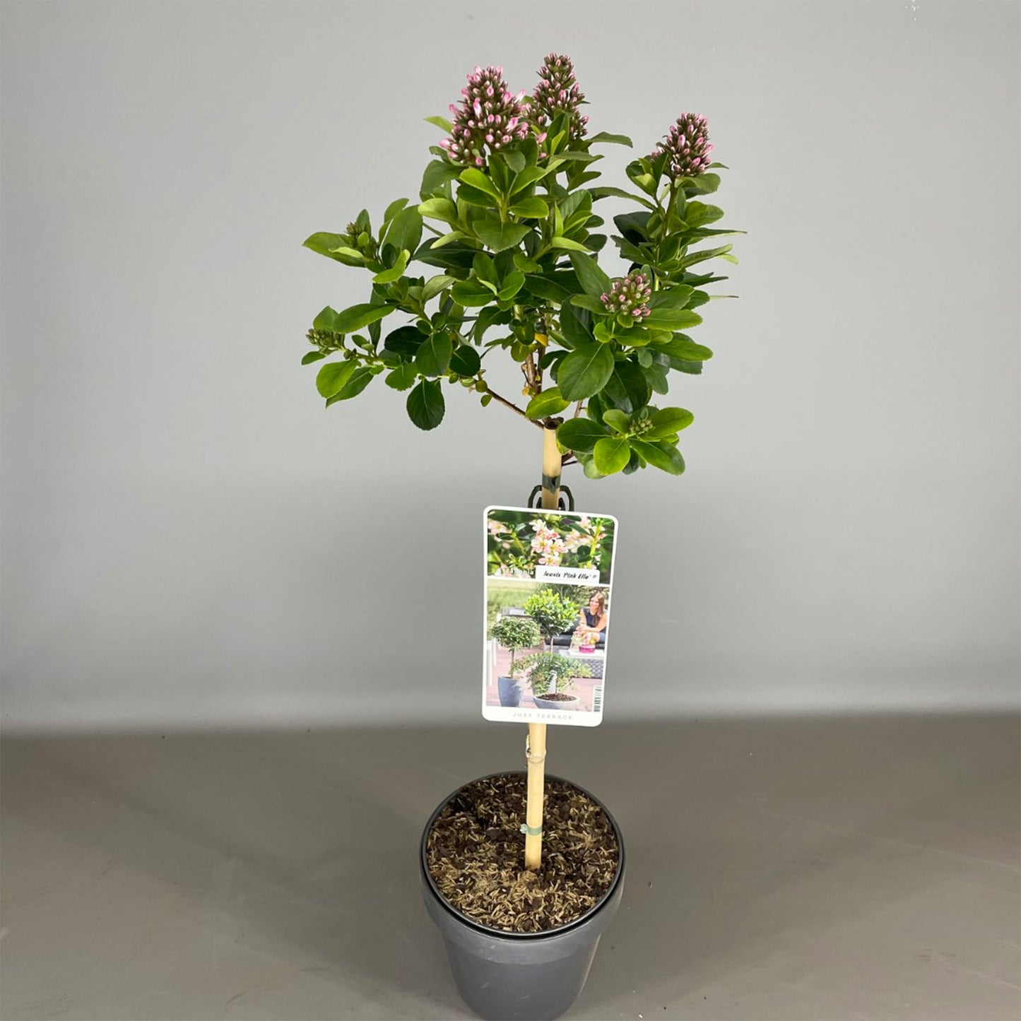 Escallonia Pink Elle Patio Tree