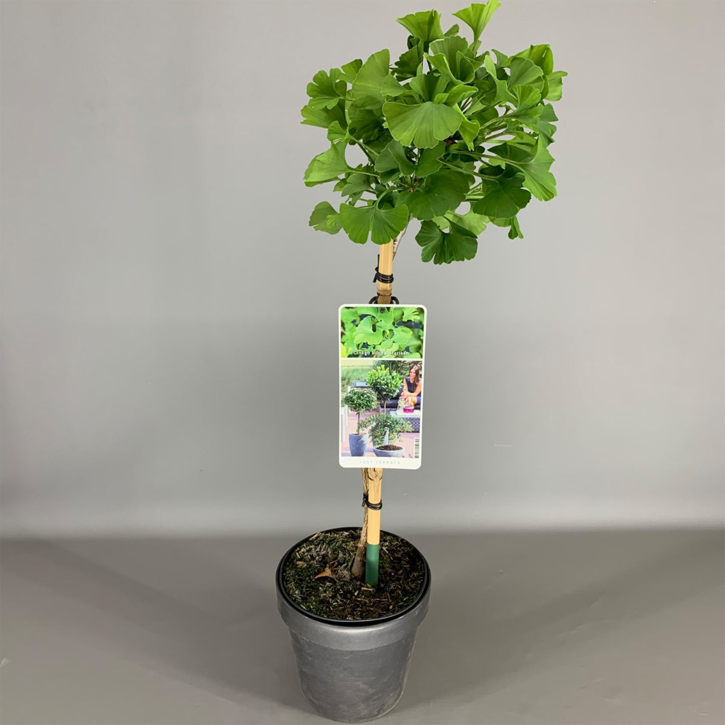 Ginkgo Mariken Patio Tree