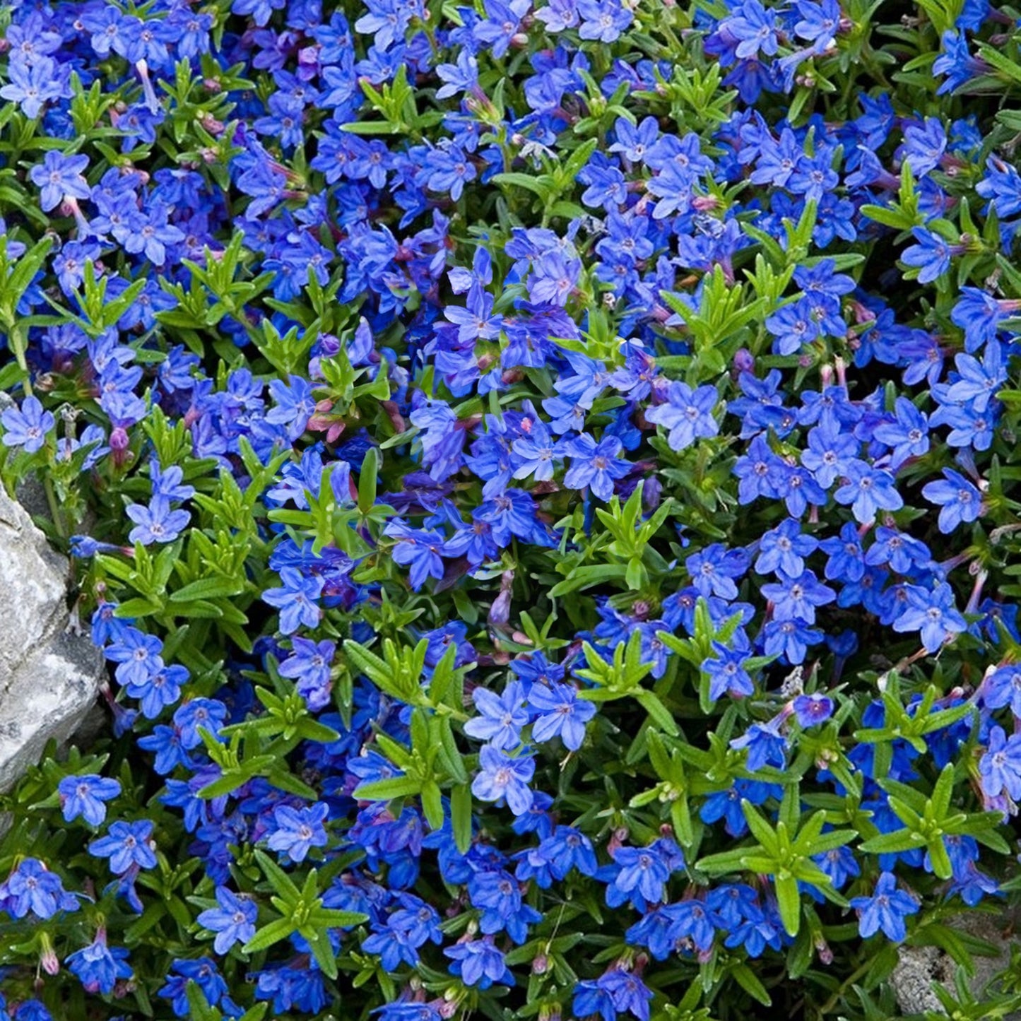 Lithodora Heavenly Blue