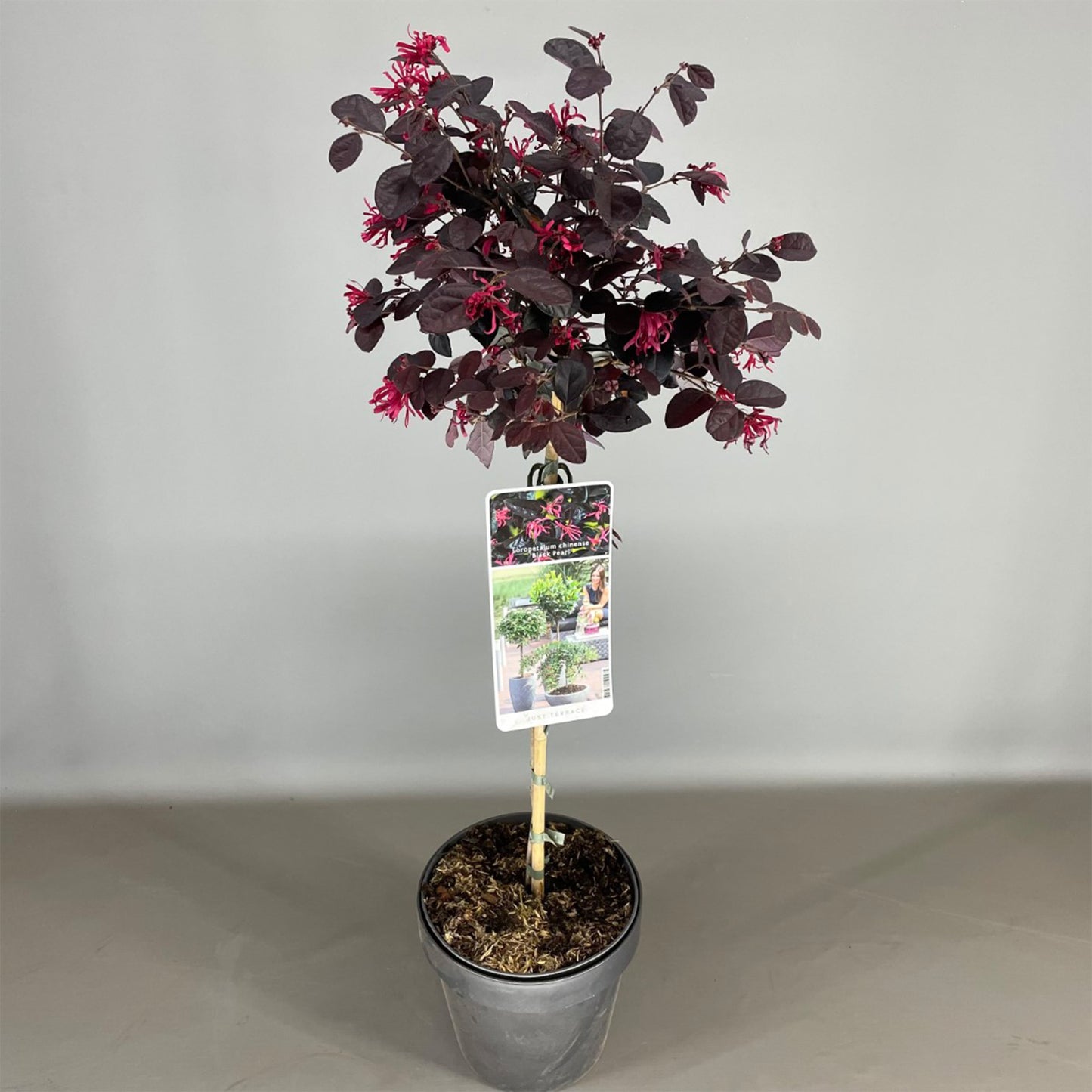 Loropetalum Black Pearl Patio Tree