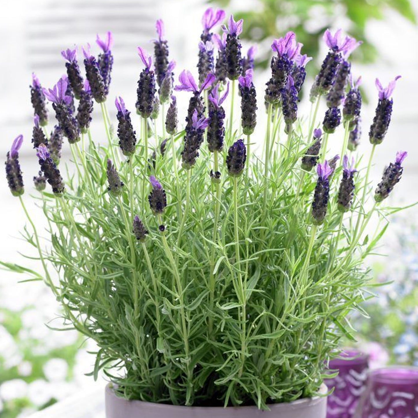 Lavender Anouk Patio Tree