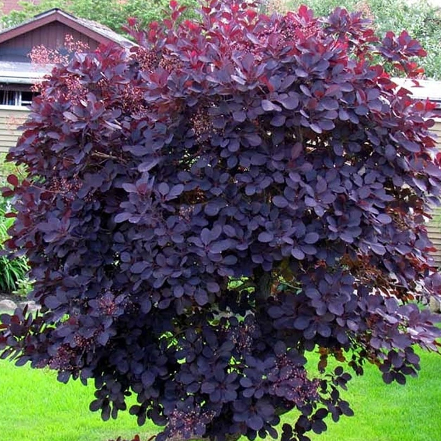 Cotinus Royal Purple Patio Tree