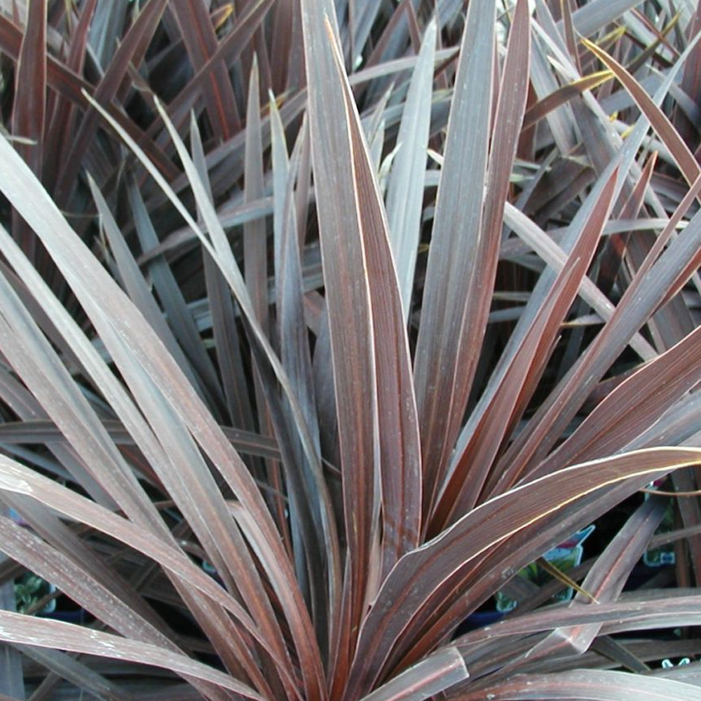 Cordyline Torbay Red (9cm)