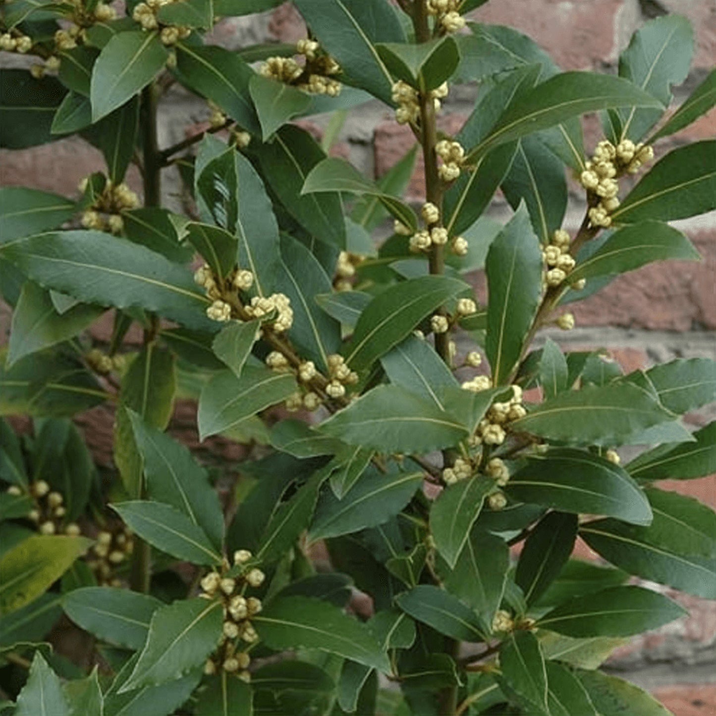 Laurus Nobilis