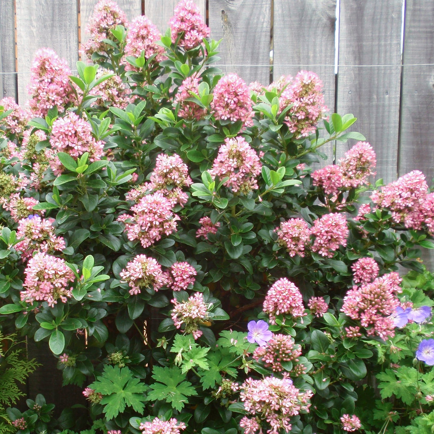 Escallonia Pink Elle Patio Tree