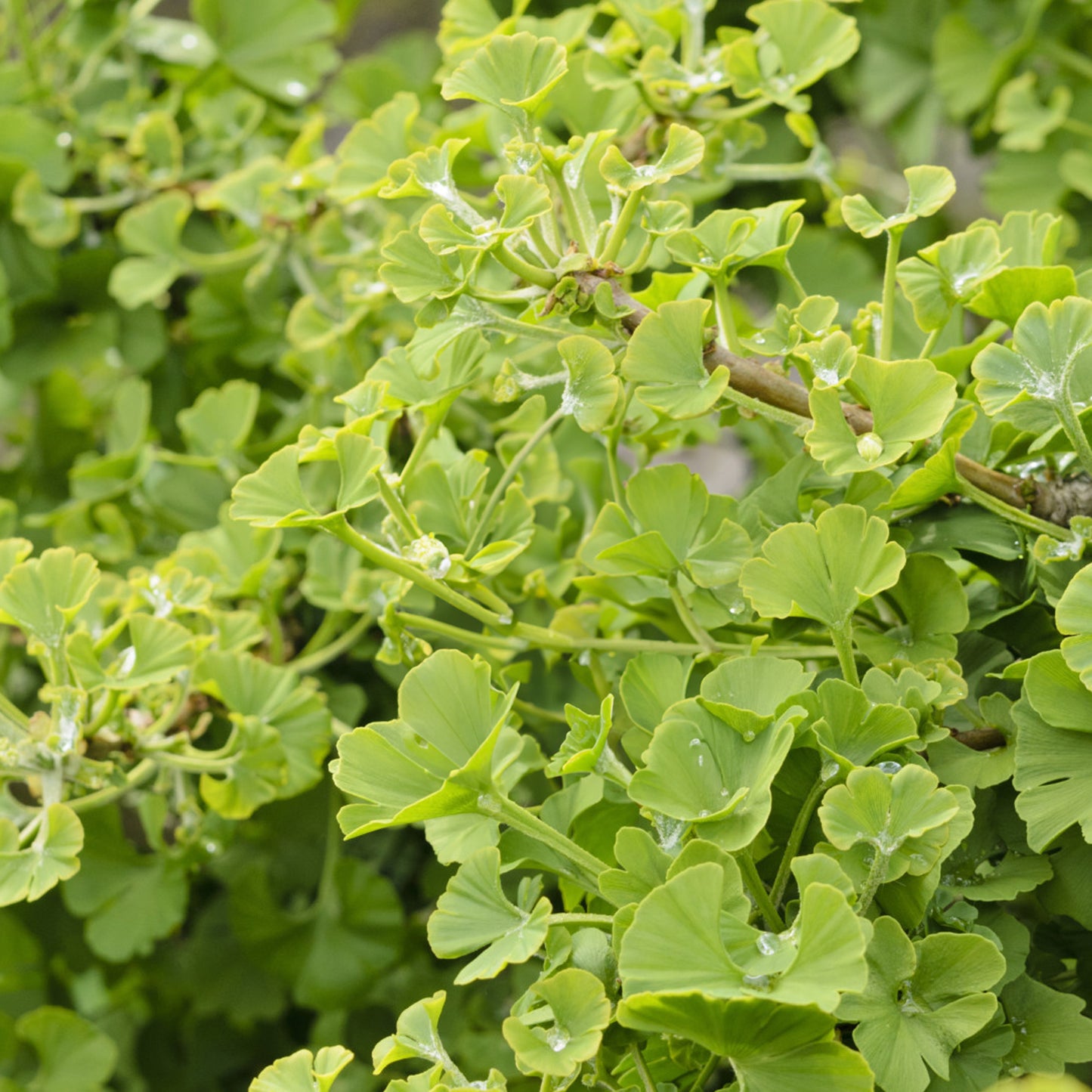 Ginkgo Mariken Patio Tree