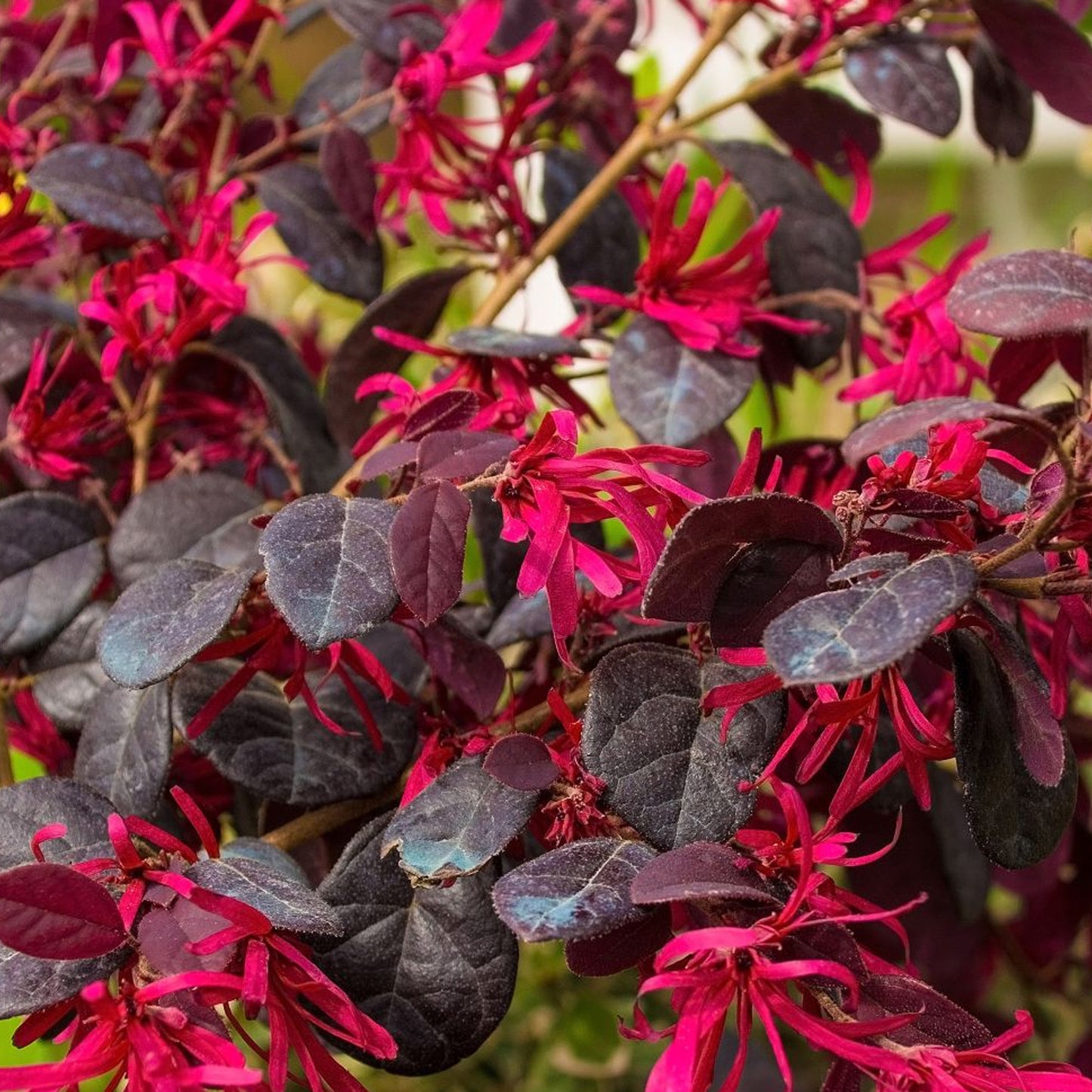 Loropetalum Black Pearl Patio Tree