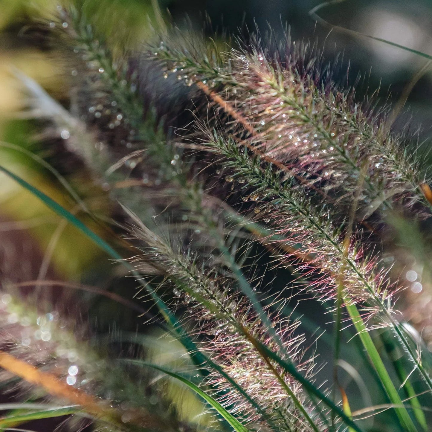 Pennisetum Hameln