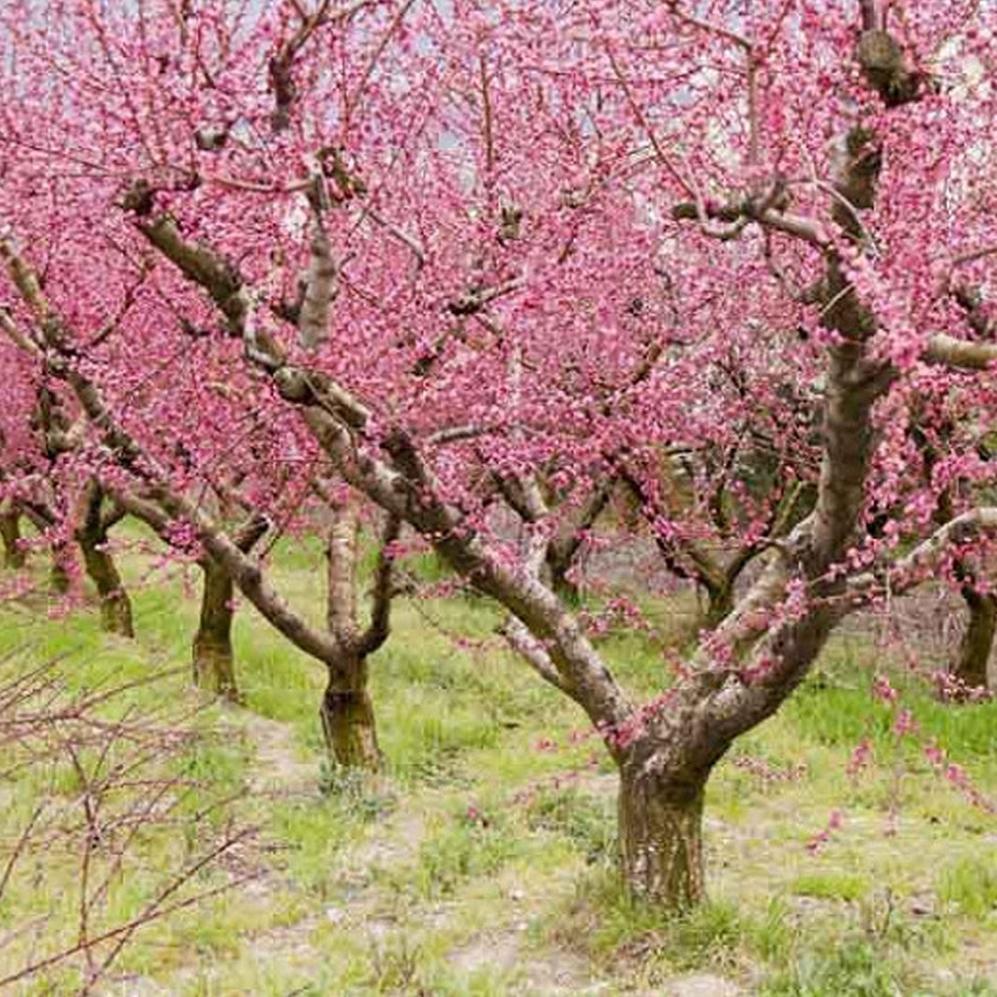 Prunus Pink Peachy Patio Tree