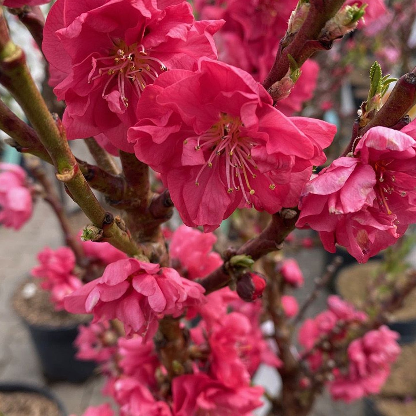 Prunus Red Peachy Patio Tree