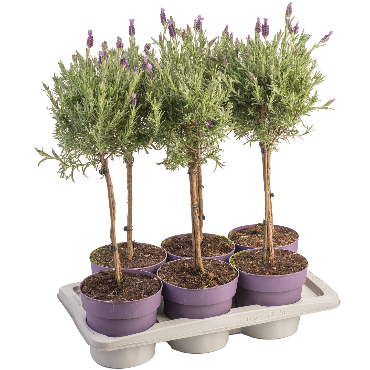 Lavender Anouk Patio Tree