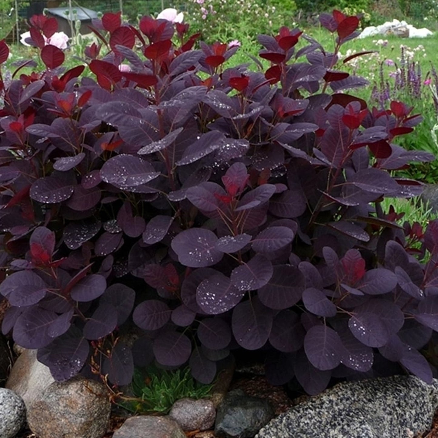 Cotinus Royal Purple Patio Tree