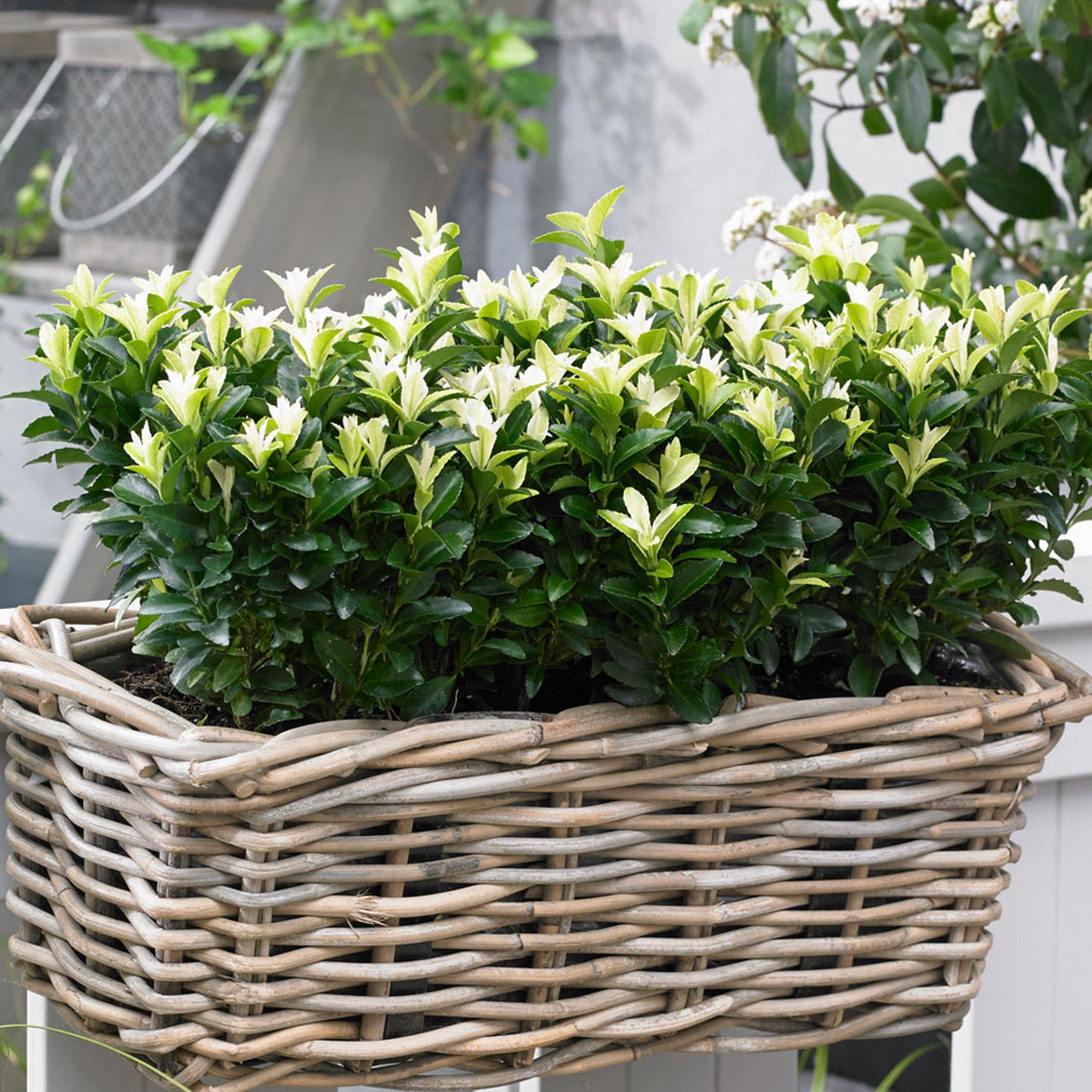 Euonymus Paloma Blanca Patio Tree