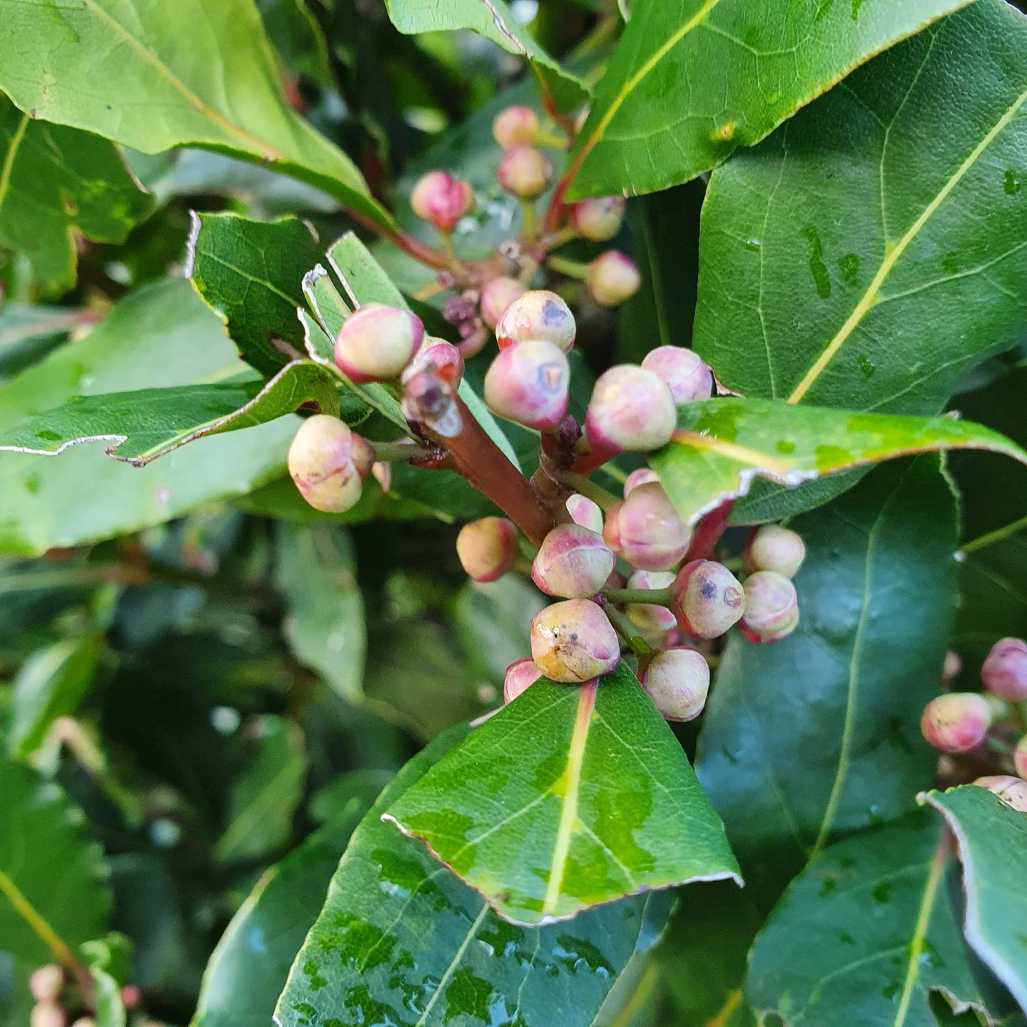 Laurus Nobilis