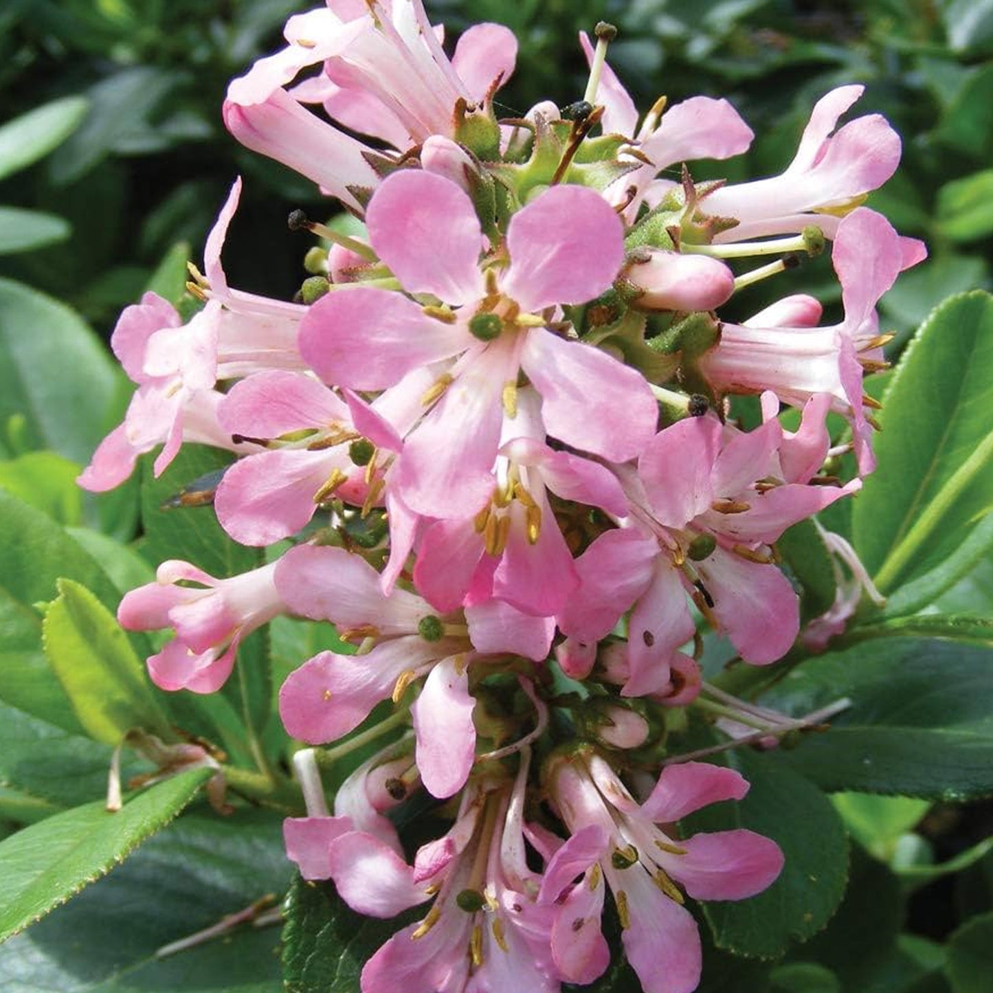 Escallonia Pink Elle Patio Tree