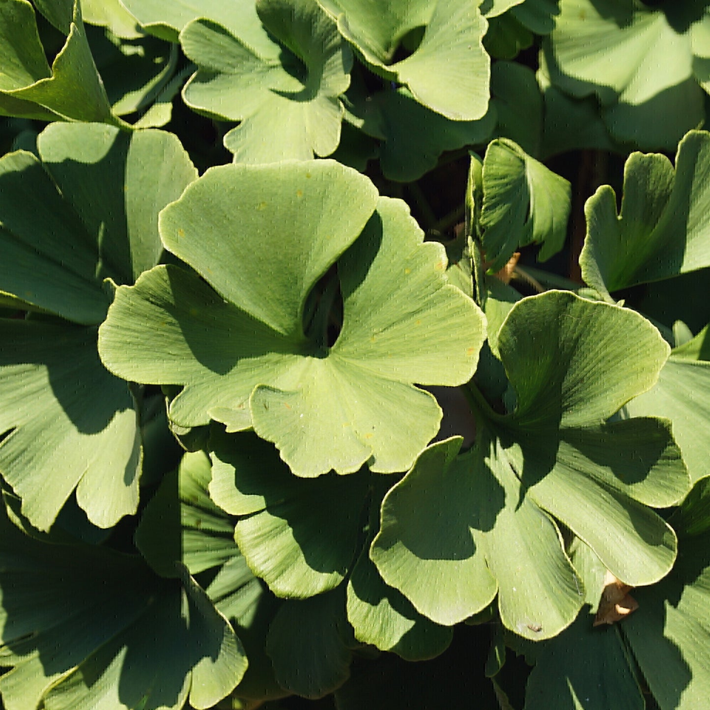 Ginkgo Mariken Patio Tree