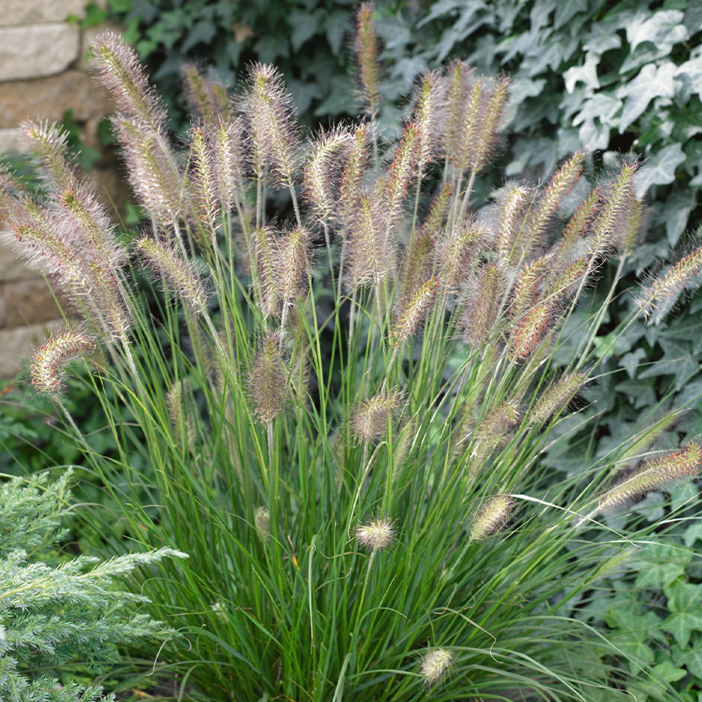 Pennisetum Hameln