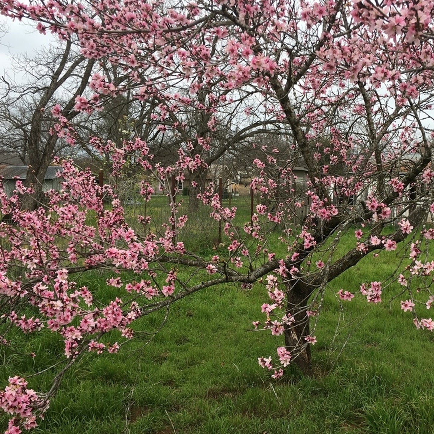 Prunus Pink Peachy Patio Tree