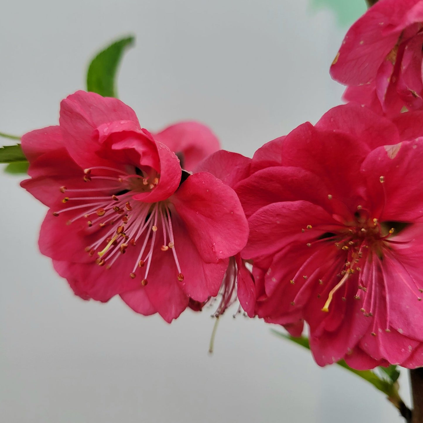 Prunus Red Peachy Patio Tree