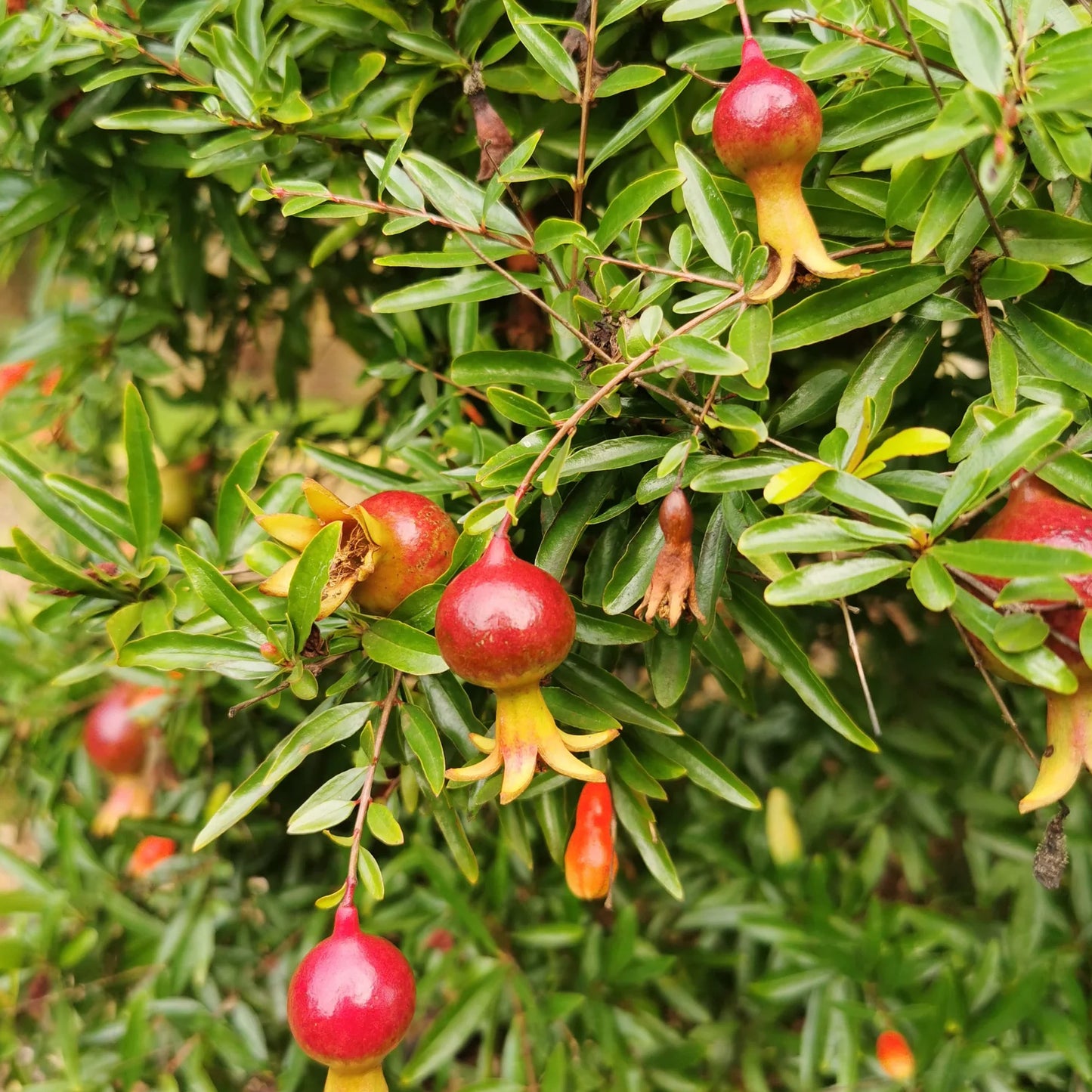 Punica Nana Patio Tree