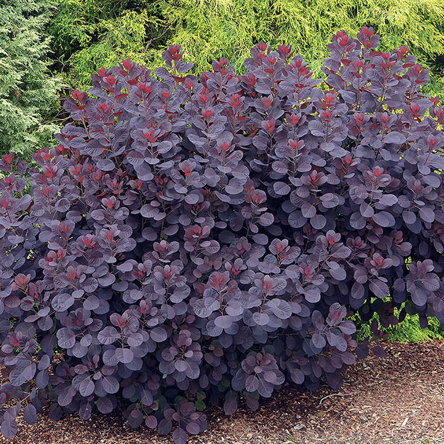 Cotinus Royal Purple Patio Tree