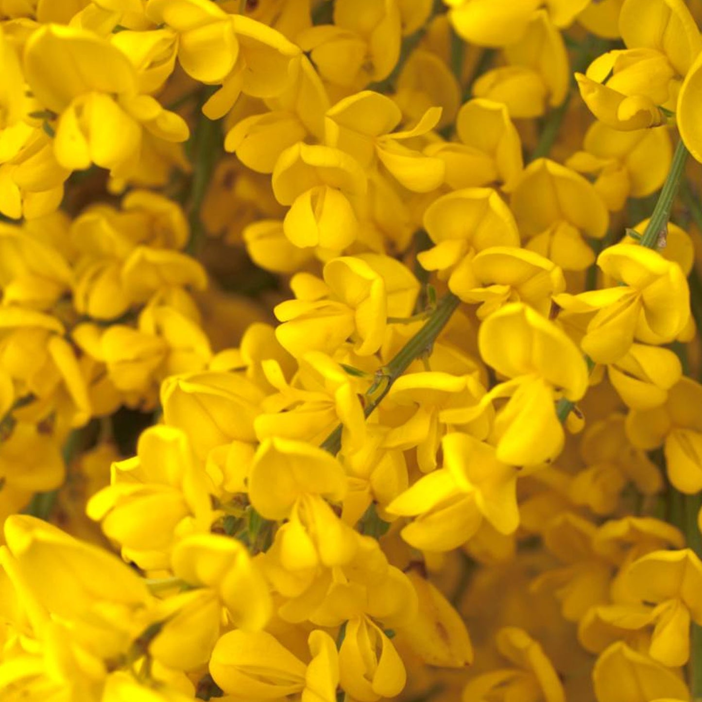 Cytisus Golden Tears Patio Tree