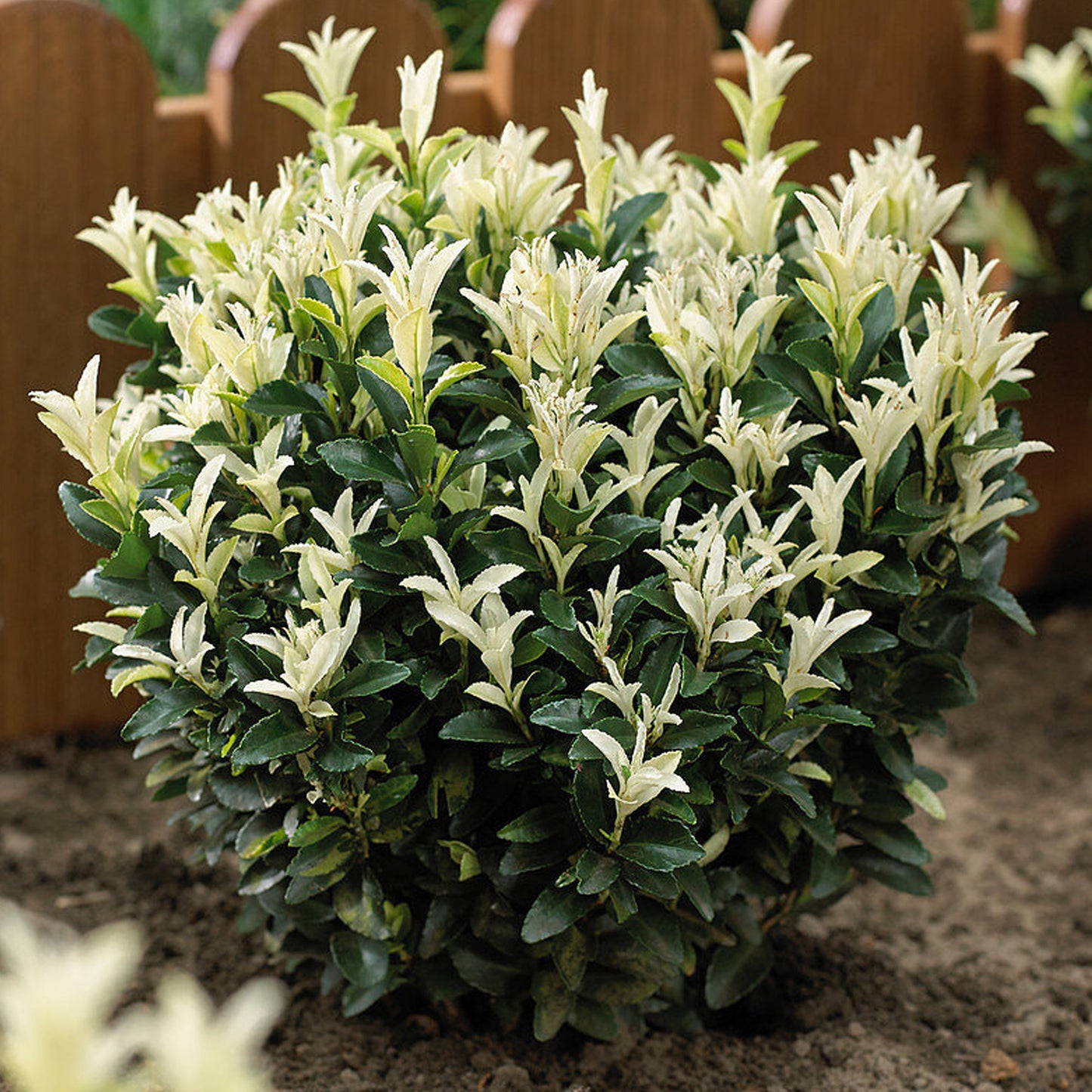 Euonymus Paloma Blanca Patio Tree