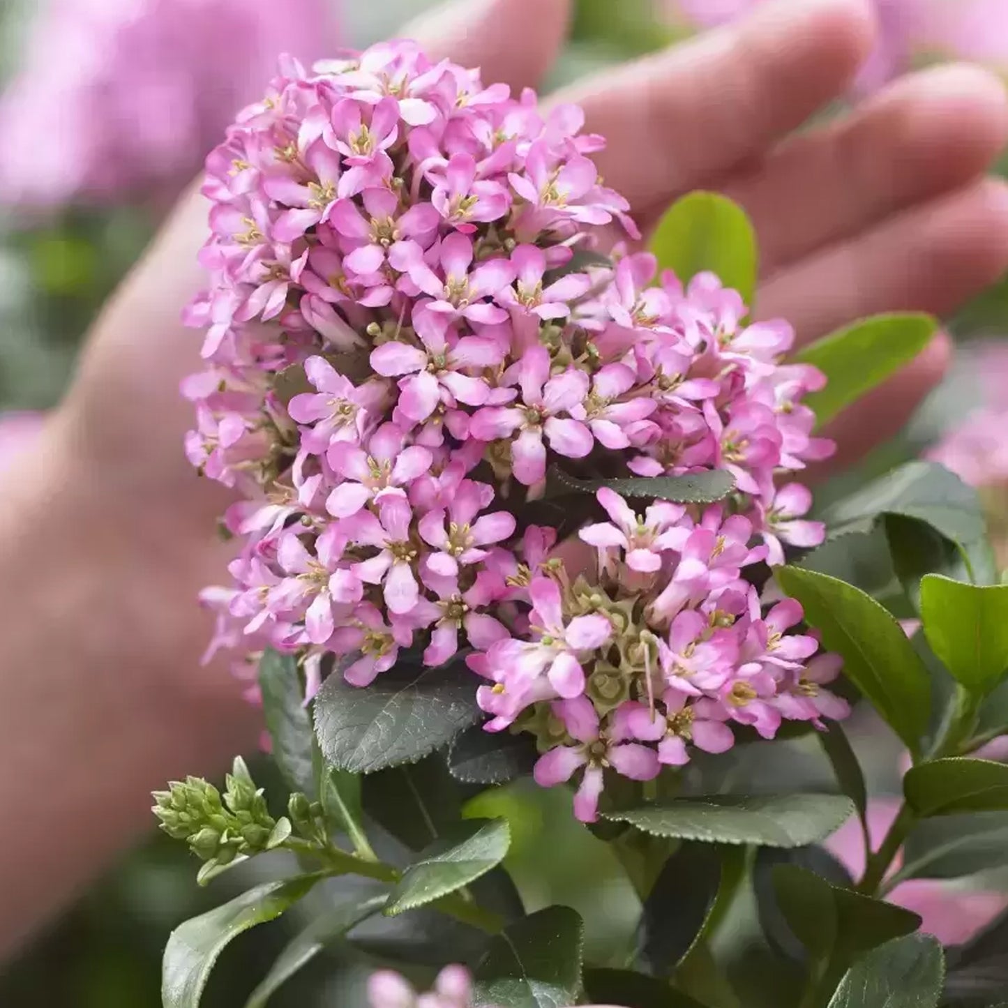 Escallonia Pink Elle Patio Tree