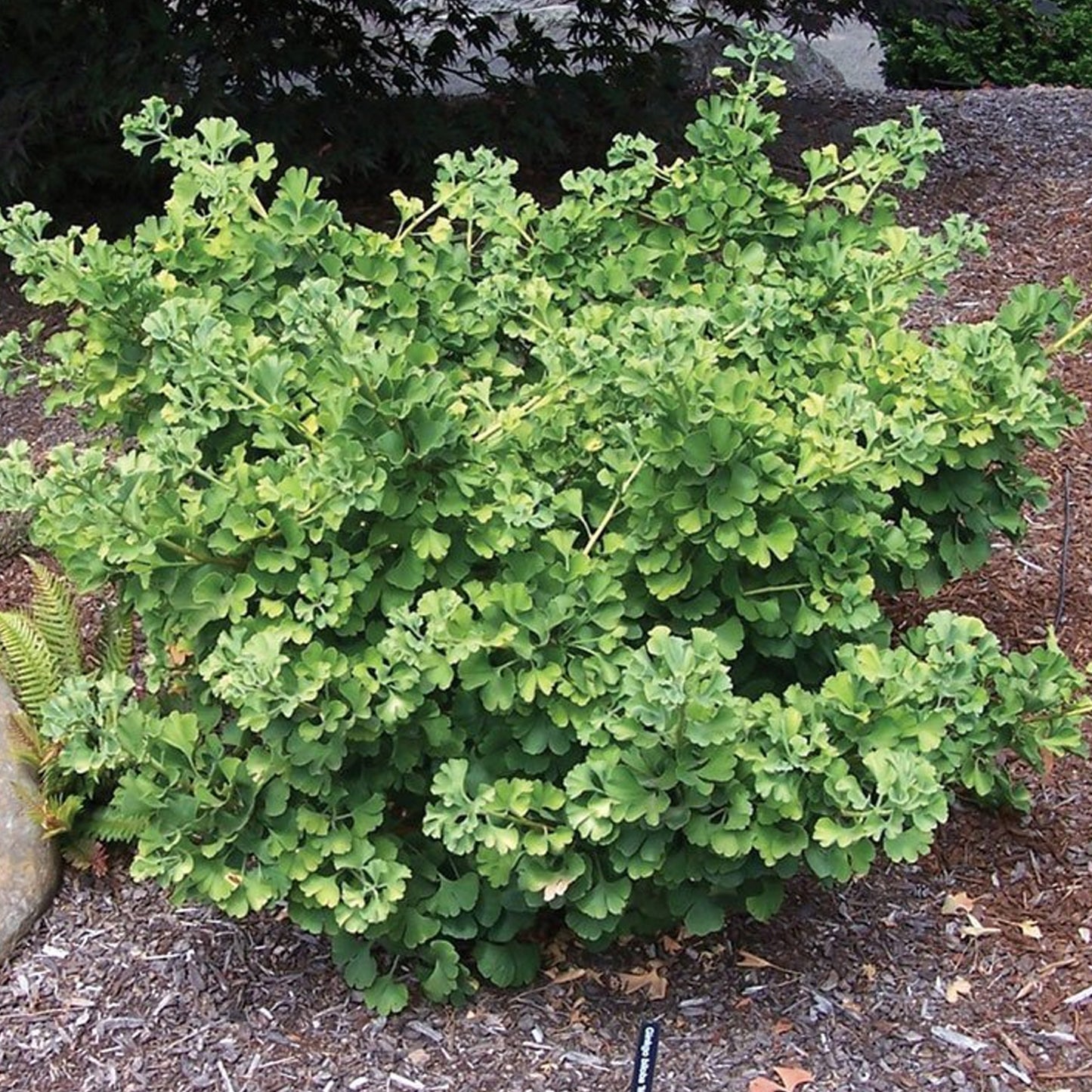 Ginkgo Mariken Patio Tree