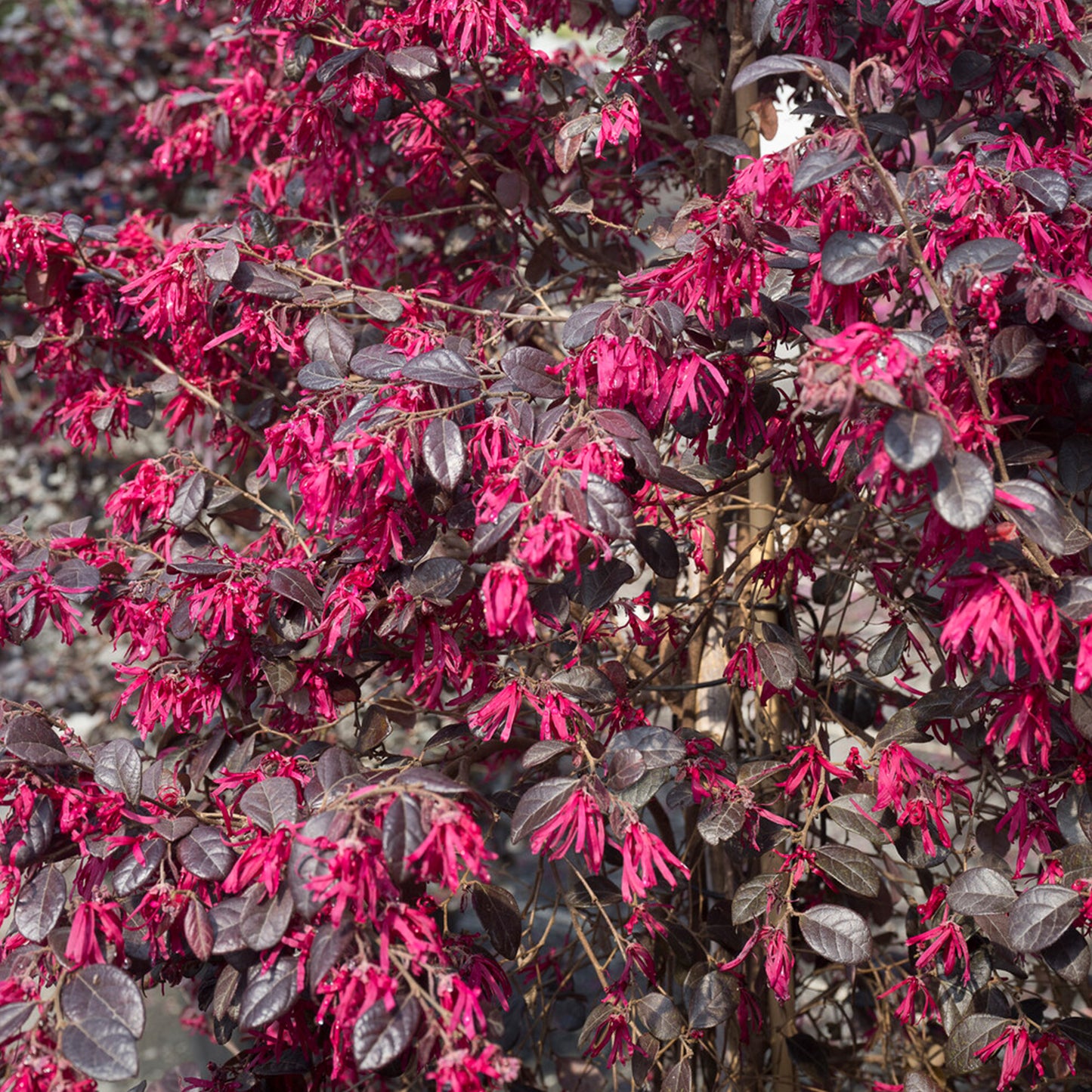 Loropetalum Black Pearl Patio Tree