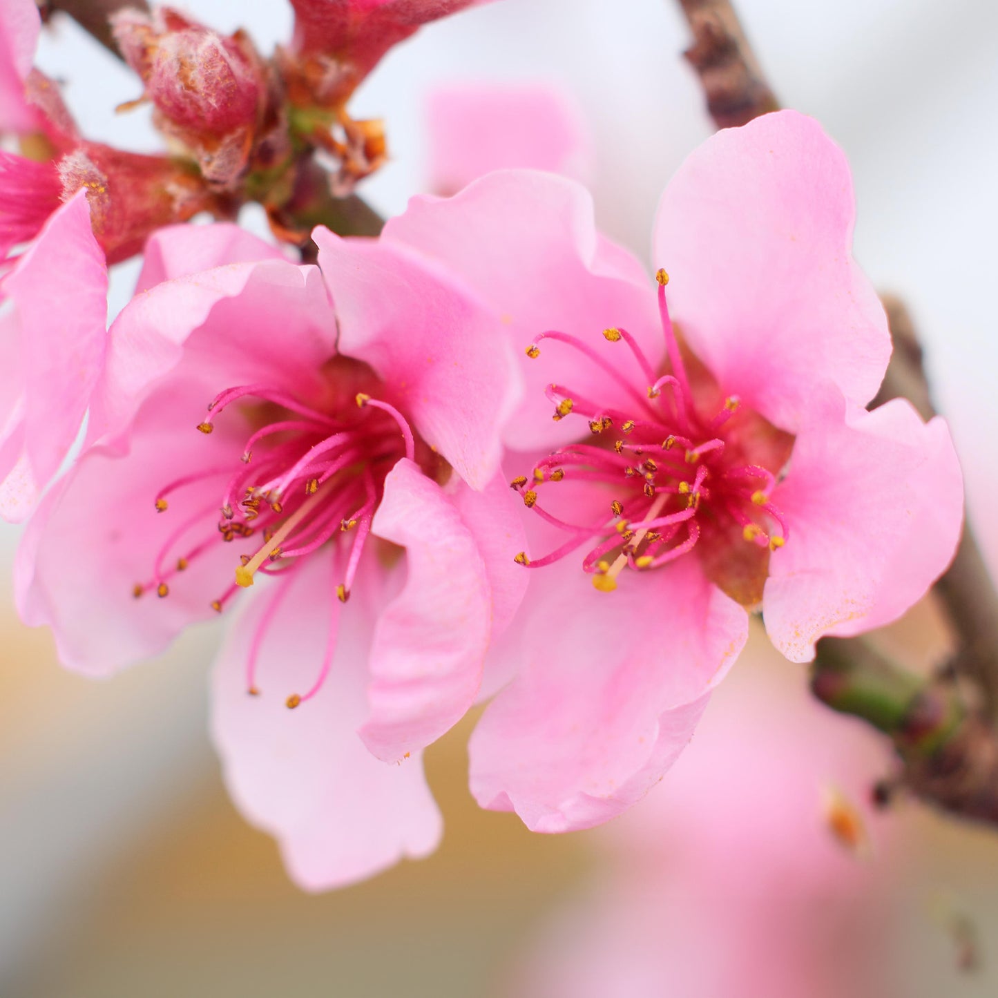 Prunus Pink Peachy Patio Tree