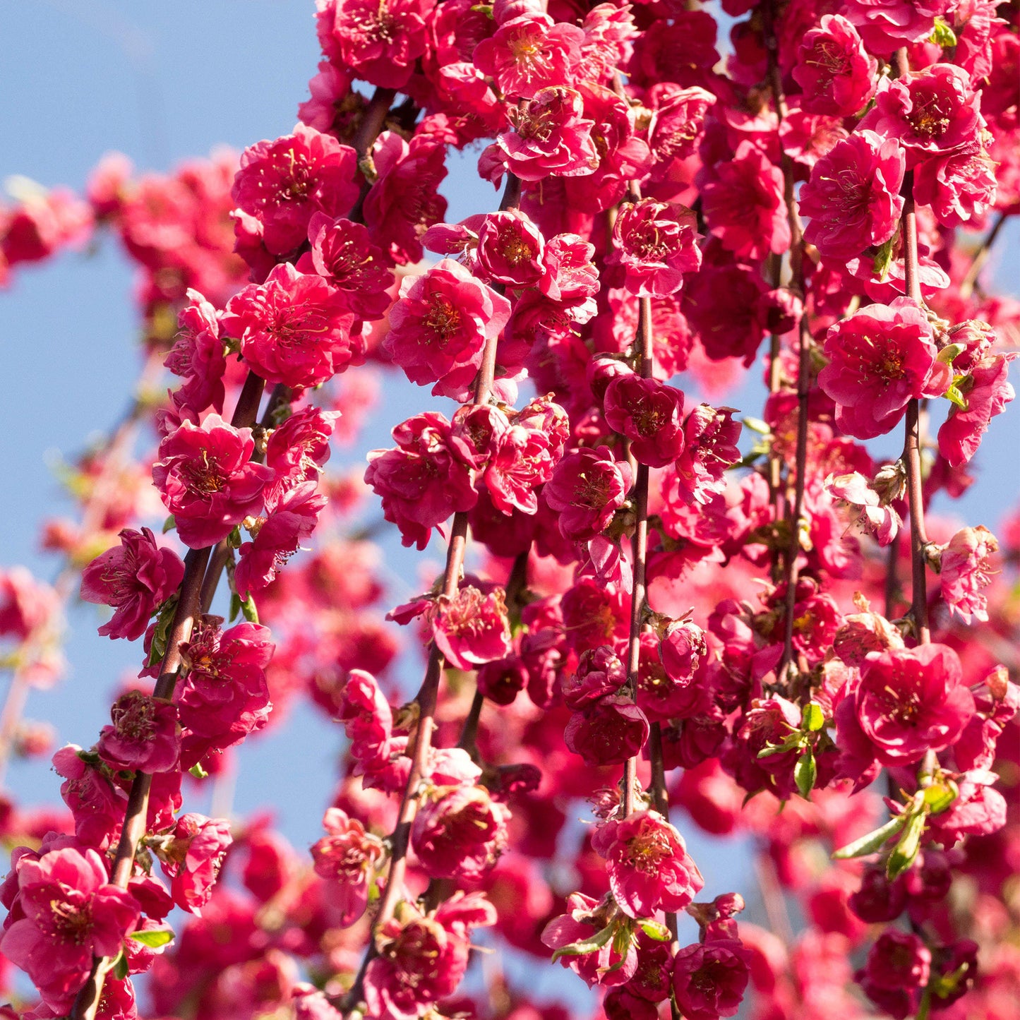 Prunus Red Peachy Patio Tree