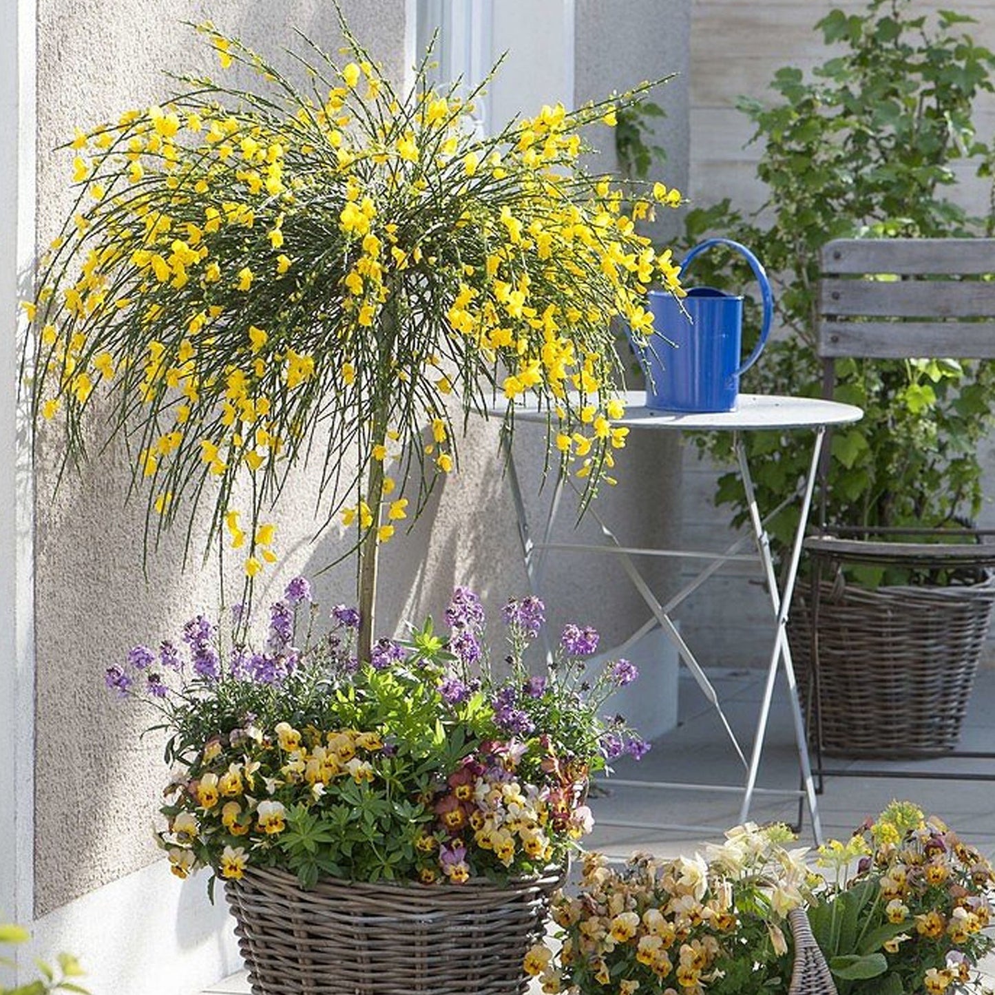 Cytisus Golden Tears Patio Tree