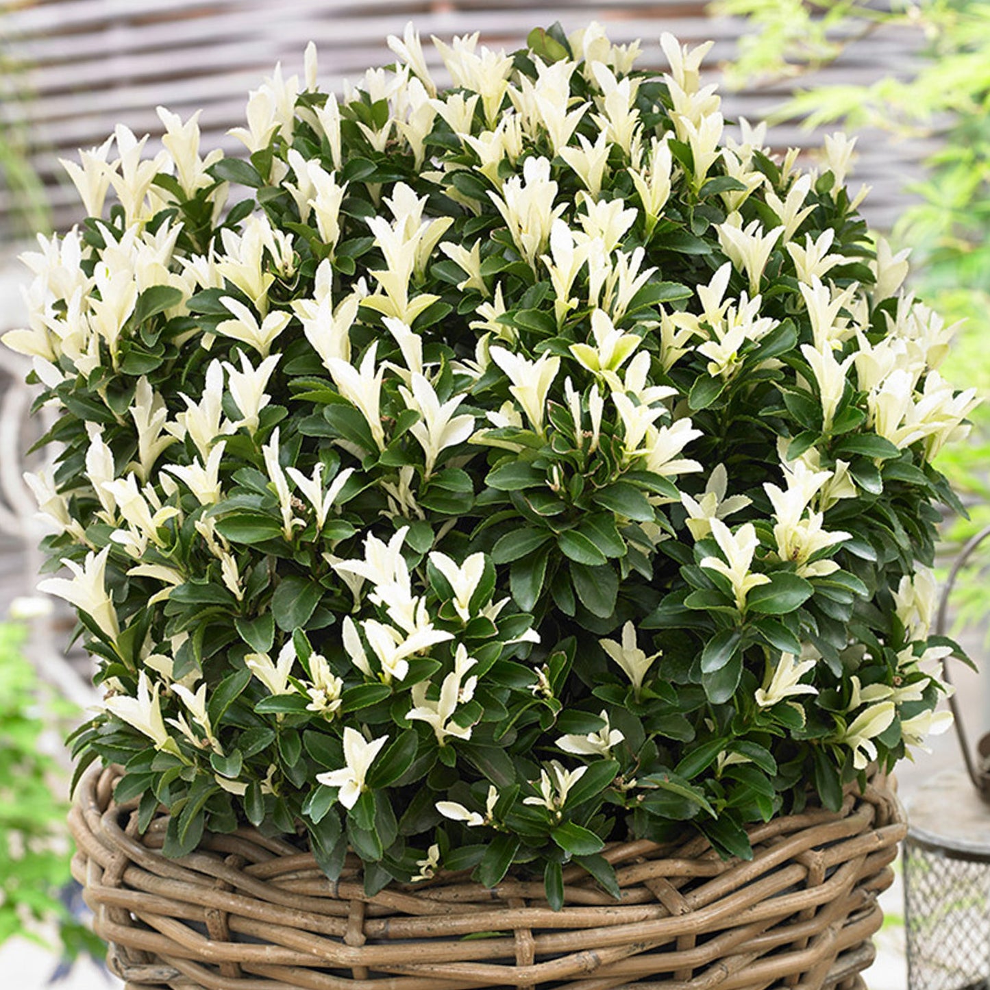 Euonymus Paloma Blanca Patio Tree