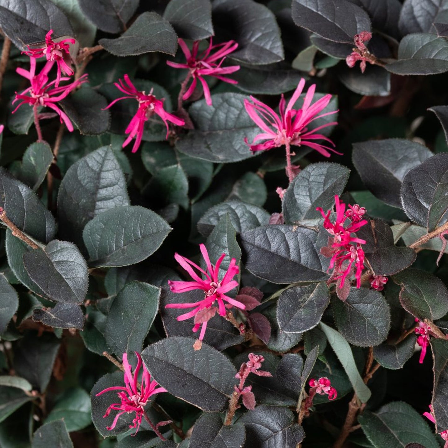 Loropetalum Black Pearl Patio Tree